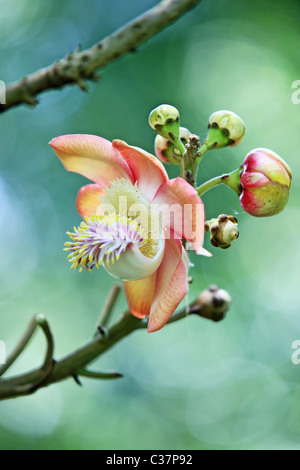 Palla di cannone di splendidi fiori in Sri Lanka asia Foto Stock