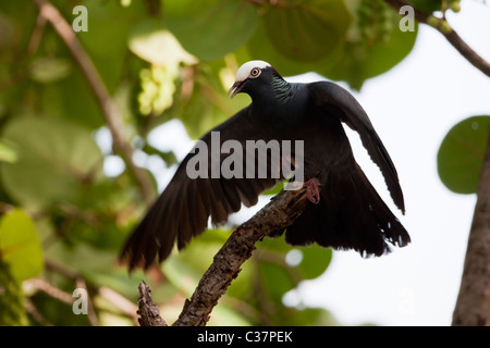 Bianco-incoronato piccione (Patagioenas leucocephala) impegnata in una minaccia di visualizzazione e chiamando sull isola di Roatan, Honduras. Foto Stock