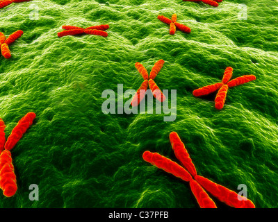 x - cromosoma Foto Stock