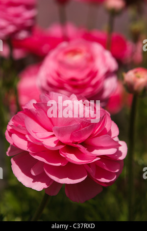 Una macro cattura di elegante, rosa ranunculus blossoms Foto Stock