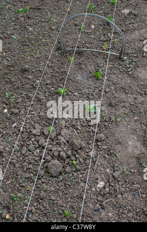 Stringa per fornire protezione da colombacci per largo bean piantine Foto Stock