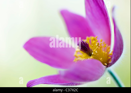 Un unico fiore viola testa di Pulsatilla vulgaris - "Pasque flower, pasqueflower Foto Stock