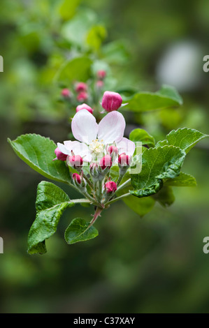 Sbocciano i fiori e boccioli di Bramley Melo - Malus domestica Foto Stock