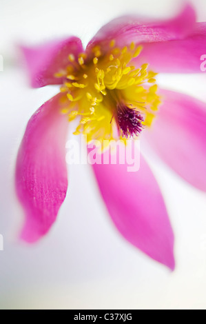 Un unico fiore viola testa di Pulsatilla vulgaris - "Pasque flower, pasqueflower Foto Stock