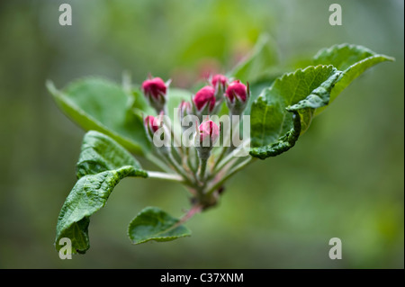 Sbocciano i fiori e boccioli di Bramley Melo - Malus domestica Foto Stock