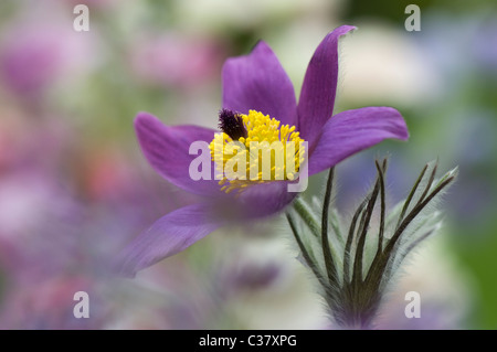 Un unico fiore viola testa di Pulsatilla vulgaris - "Pasque flower, pasqueflower Foto Stock