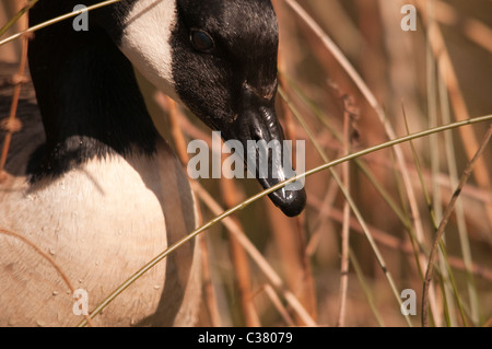 Canada Goose alimentando in erba alta Foto Stock