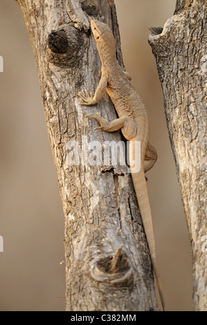 Il Bengala monitor (Varanus bengalensis) o comuni indiana Monitor lizard di arrampicarsi su un albero in Ranthambore Foto Stock