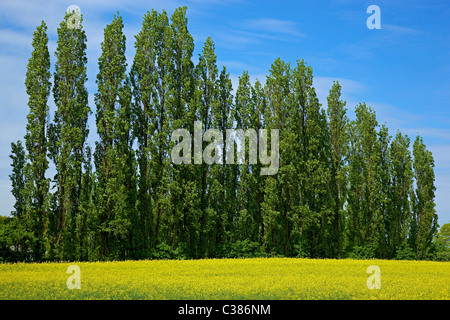 Alberi di pioppo e campo di colza a Winwick. Cielo blu Foto Stock