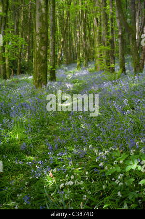 Un percorso attraverso bluebells e aglio selvatico pezzata con la luce del sole in un legno inglese Foto Stock