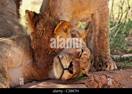 Il figlio e la madre - un bambino maschio LION CUB nuzzles sua madre Foto Stock