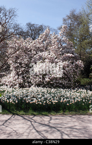 UN ALBERO DI MAGNOLIA CON NARCISO SOTTO PIANTATO A RHS WISLEY UK. Foto Stock