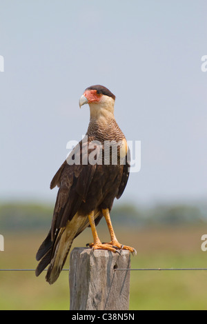 Caracara meridionale / Caracara plancus Foto Stock