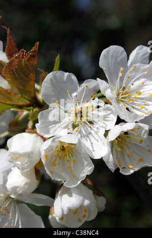 Fiore di Ciliegio in ciliegio dolce MERTON gloria. Foto Stock