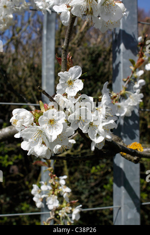 Fiore di Ciliegio in ciliegio dolce MERTON gloria. Foto Stock