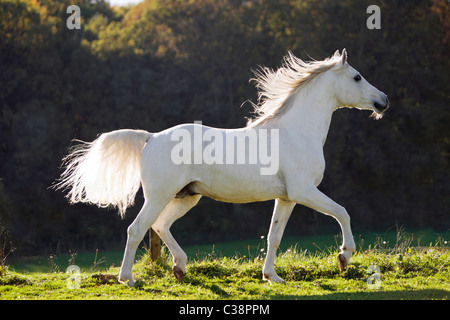 Shagya Arabian Horse - camminando sul prato Foto Stock