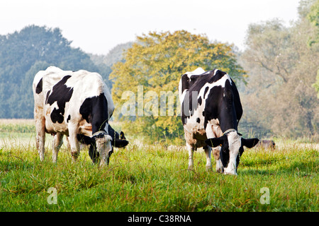 Tedesco nero Pied Cattles - in piedi sul prato Foto Stock