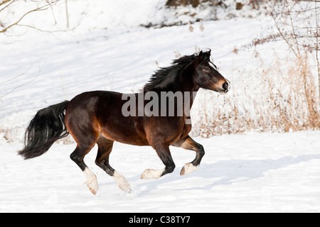 Welsh Cob - cavallo al galoppo nella neve Foto Stock