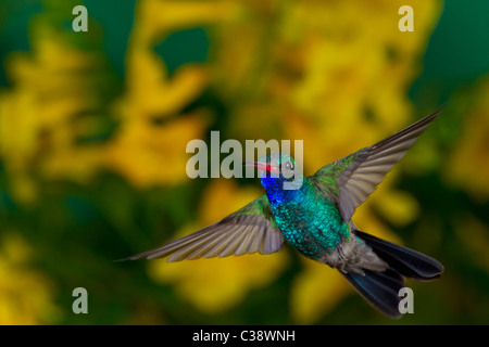 Ampio maschio-fatturati Hummingbird con fiori d'Oro Foto Stock