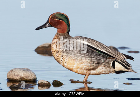 Comune (Teal Anas crecca), maschio in allevamento del piumaggio in piedi in acqua poco profonda. Foto Stock