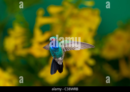 Ampio maschio-fatturati Hummingbird con fiori d'Oro Foto Stock