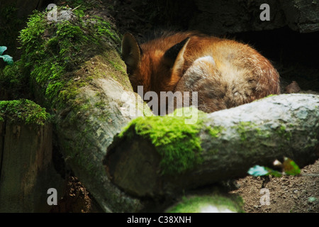 Red Fox - Dormire / Vulpes vulpes Foto Stock