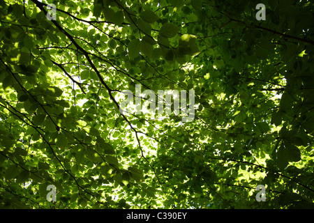 Un bosco di scena guardando attraverso gli alberi e le foglie con pezzata dalla luce del sole. Girato in una soleggiata giornata calda questa immagine è perfetta per b Foto Stock