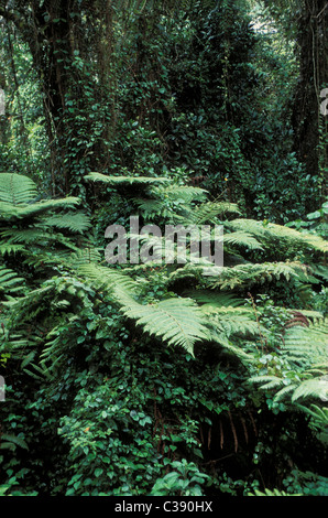 Tanzania. foresta pluviale nel usambara mountains Foto Stock