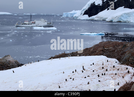 Colonia di moulting [Gentoo penguin] [Pygoscelis papua] con [Akademic Ioffe] nave nella baia di [Petermann Island], Antartide Foto Stock