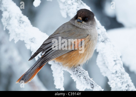 Siberian Jay (Perisoreus infaustus), arroccato in presenza di neve ramoscello. Foto Stock