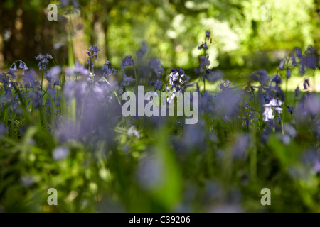 Fioritura bluebell in legno. Una immagine ritratto delle Bluebells in legno, luce solare dapples il terreno e faretti centro fiore Foto Stock