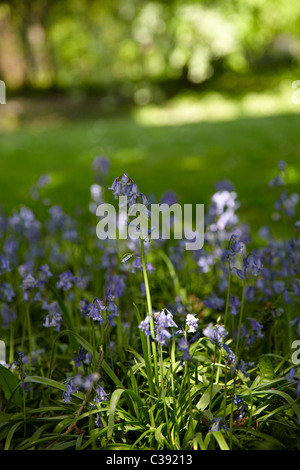 Fioritura bluebell in legno. Una immagine ritratto delle Bluebells in legno, luce solare dapples il terreno e faretti centro fiore Foto Stock