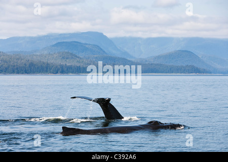 Le megattere alimentando in Seymour Canal con montagne litoranee di Tongass National Forest nel passaggio interno dell'Alaska. Foto Stock
