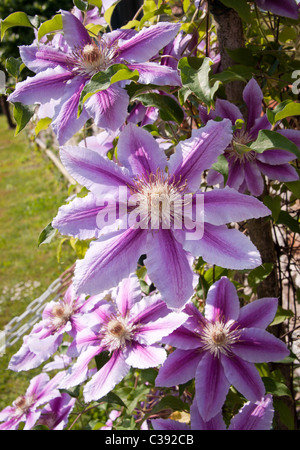 Salendo la clematide fiori in fiore in primavera Foto Stock