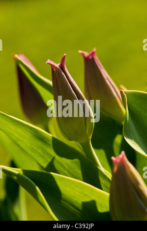 Germogli di tulipano retroilluminati che crescono nel giardino del Regno Unito. Foto Stock