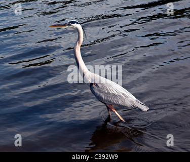 White Morph airone blu - Ardea erodiade occidentalis - sull'Eau Gallie fiume in Florida Foto Stock