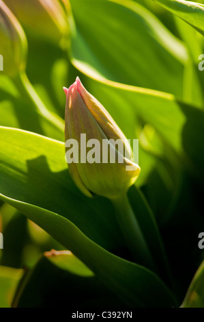 Tulip retroilluminato bud crescono nel giardino del Regno Unito. Foto Stock