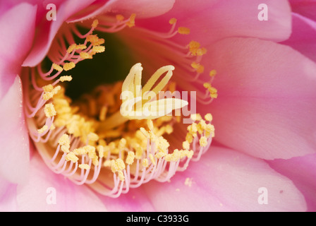 Centro di un rosa echinopsis fiore di cactus Foto Stock