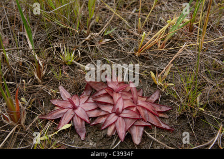 Chapman's Butterwort (Pinguicula planifolia), palude di infiltrazioni, pianura costiera del Golfo, ecosistema di pini a foglia lunga, se USA, di Dembinsky Photo Assoc Foto Stock