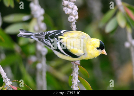 Goldfinch americano maschio (Spinus tristis) arroccato su un ramo, corpo giallo brillante e berretto nero con marcature alari audaci. Comune finch nordamericano. Foto Stock
