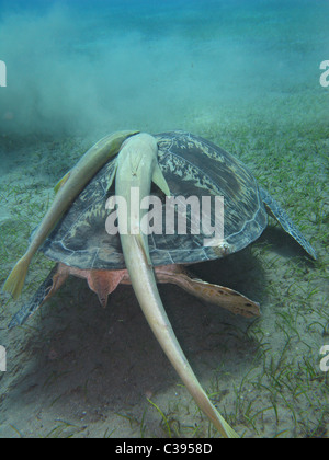 Immersioni subacquee con grandi tartarughe verdi alimentare sul mare di erba a Marsa Abu Dabbab Foto Stock