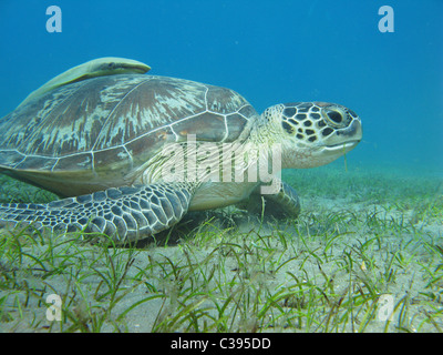 Immersioni subacquee con grandi tartarughe verdi alimentare sul mare di erba a Marsa Abu Dabbab Foto Stock