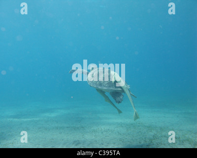 Immersioni subacquee con grandi tartarughe verdi alimentare sul mare di erba a Marsa Abu Dabbab Foto Stock