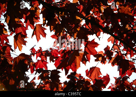 Foglie rosse sulla struttura sovrastante sparato contro il cielo. Sun luce splende attraverso la creazione di luce e buio contrasti Foto Stock