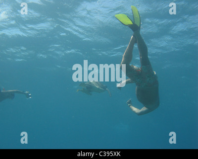 Immersioni subacquee con grandi tartarughe verdi alimentare sul mare di erba a Marsa Abu Dabbab Foto Stock