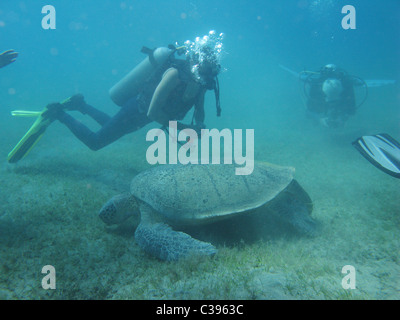 Immersioni subacquee con grandi tartarughe verdi alimentare sul mare di erba a Marsa Abu Dabbab Foto Stock