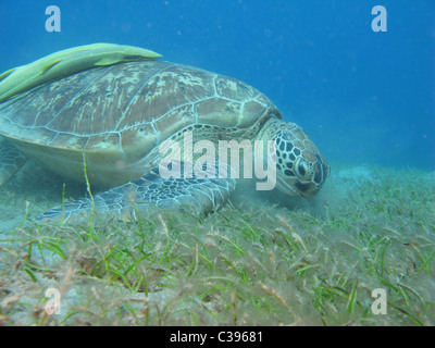 Immersioni subacquee con grandi tartarughe verdi alimentare sul mare di erba a Marsa Abu Dabbab Foto Stock