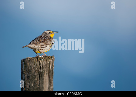 Western Meadowlark (Sturnella neglecta), lo stato degli uccelli del Montana, su un fencepost, Western Montana Foto Stock