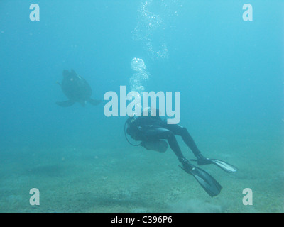 Immersioni subacquee con grandi tartarughe verdi alimentare sul mare di erba a Marsa Abu Dabbab Foto Stock