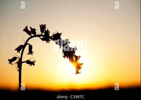 Hyacinthoides non scripta. Single bluebell flower silhouette al tramonto nella campagna inglese Foto Stock